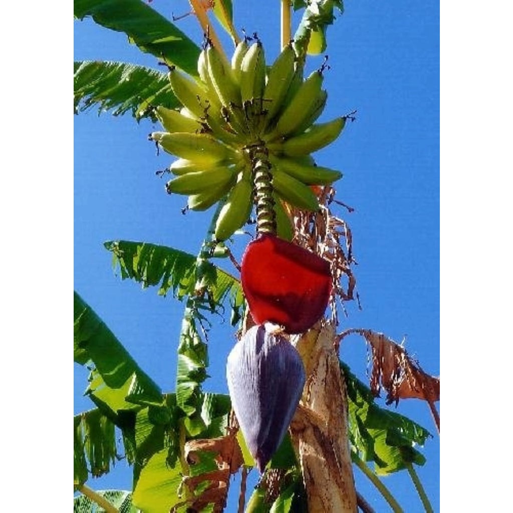 TROPICA Große Essbanane 10 Korn Bloomling Belgien