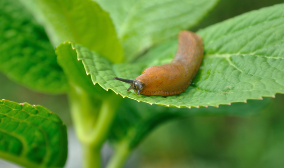 Schneckenfrei durch den Garten