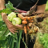 Vegetable Seeds