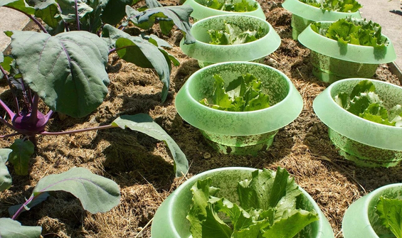 A Snail-Free Garden