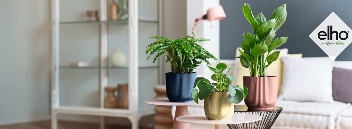 Your New Favourite Planter