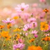 Semi di fiori