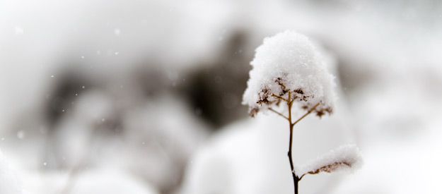 Was man bei Kälte, Schnee und Eis im Garten tun kann