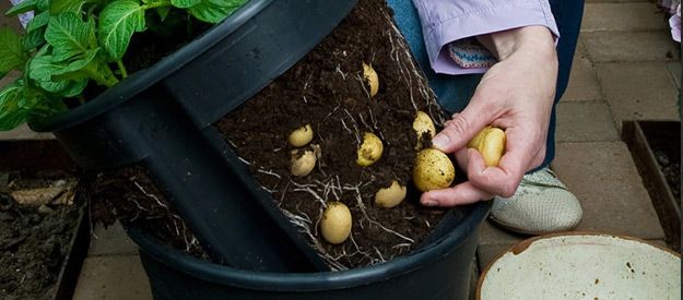 Kartoffeln selber anbauen