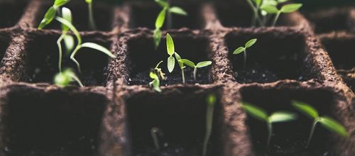 7 Gründe warum deine Samen nicht keimen und was du dagegen tun kannst!