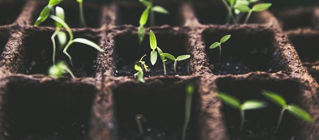 7 motivi per cui i tuoi semi non germogliano e cosa fare a riguardo!