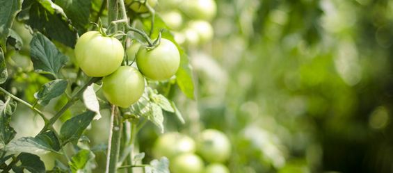 Tomaten gießen richtig gemacht