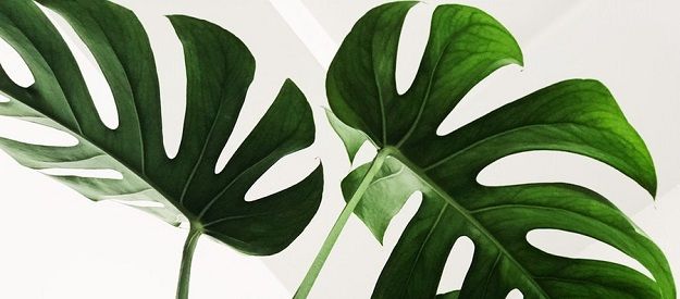 Fight Bad Air with Houseplants