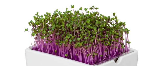 Microzöldek – a kis zöld csoda