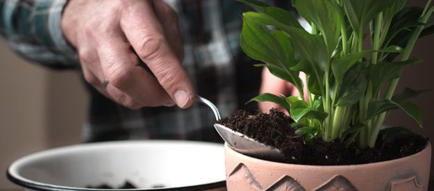 Fertilising Your Houseplants
