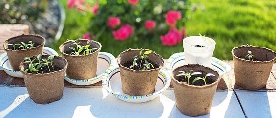 Ab in den Garten! Das kannst du im März bereits aussäen