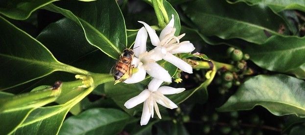 Warum die Kaffeepflanze Bienen glücklich macht