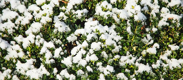 Immergrüne Pflanzen – für einen schönen Garten im Winter wichtig