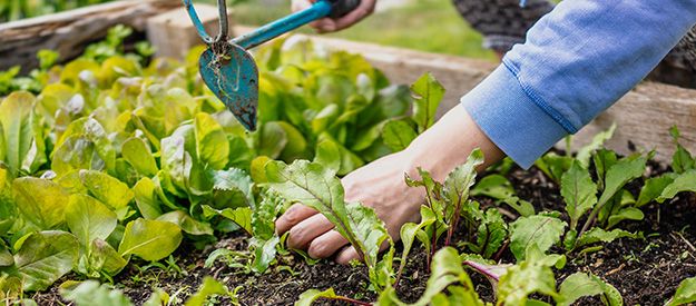 Self-Sufficiency - How do I start my own vegetable garden?
