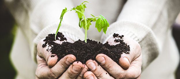 Ideen für nachhaltiges Gärtnern