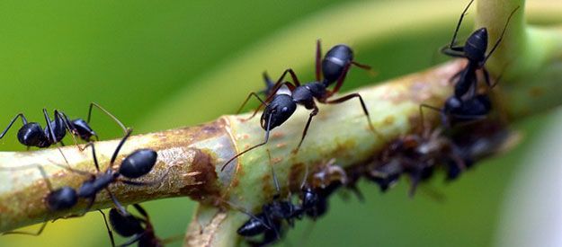 What helps against ants in the garden?