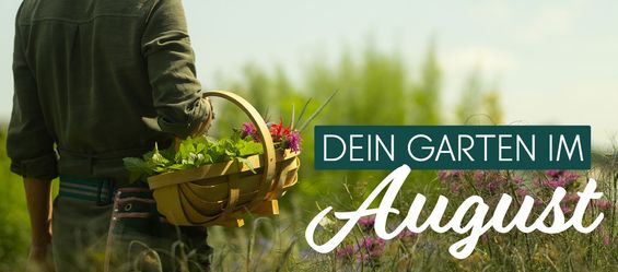 August - Zeit der Fülle