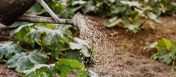 Effektive Mikroorganismen im Garten