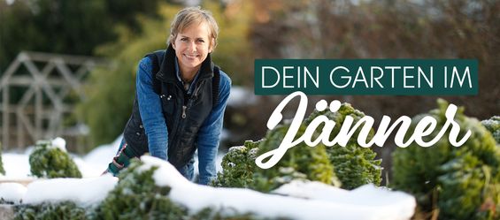 Januar - jetzt an die nächste Gartensaison denken