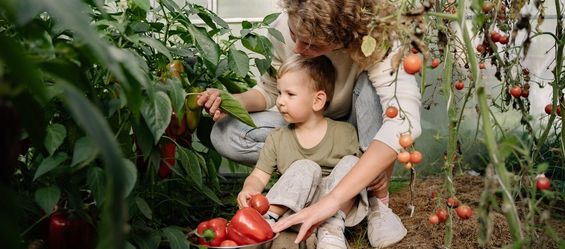 Warum jetzt der richtige Zeitpunkt ist, um dein Tomatenhaus vorzubereiten