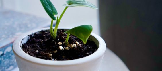 Schimmel auf Blumenerde - harmlos oder gefährlich?