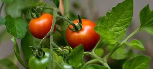 Pourquoi les feuilles de tomates s'enroulent-elles ?