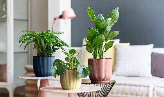 Pots for Your Home Oasis