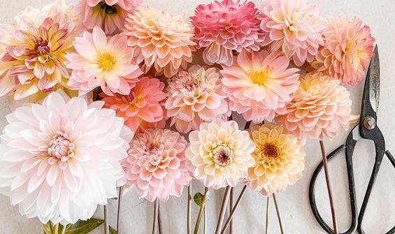 Bulbos de flores para la primavera