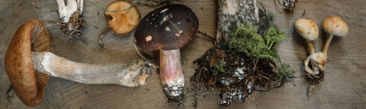 Rund um den Garten / Aktuelle Themen / Herbstzeit ist Pilz-Zeit