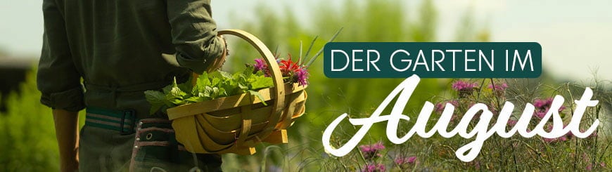 Rund um den Garten / Aktuelle Themen / Dein Garten im August