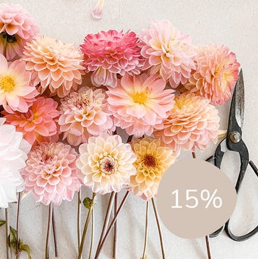 -15% na cvetlične čebulice