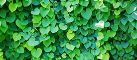 Climbing Plants for Privacy