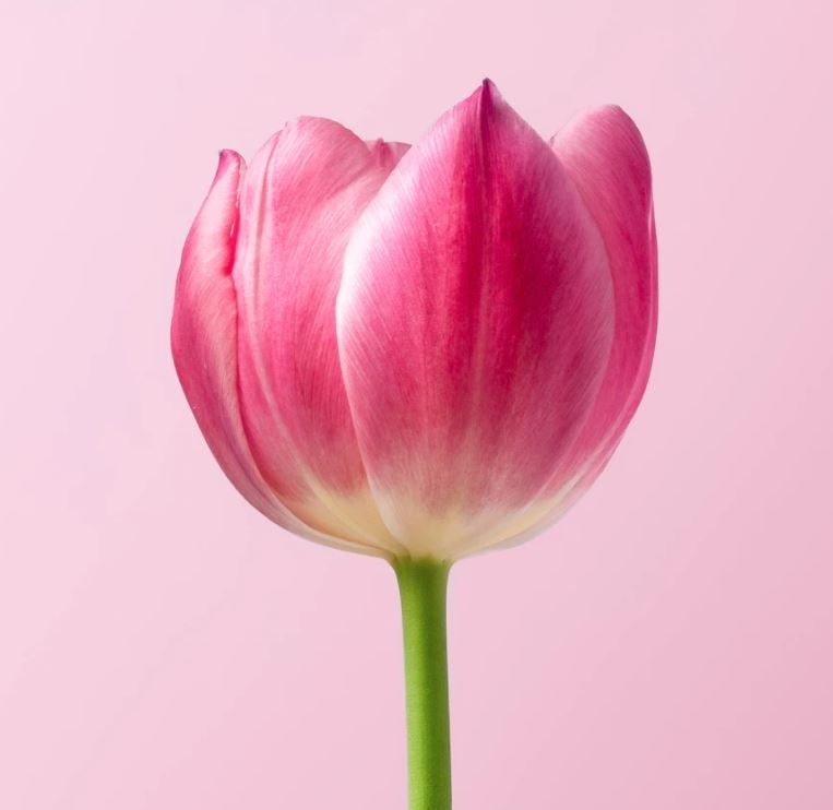 Sale - Flower Bulbs & Onion Sets
