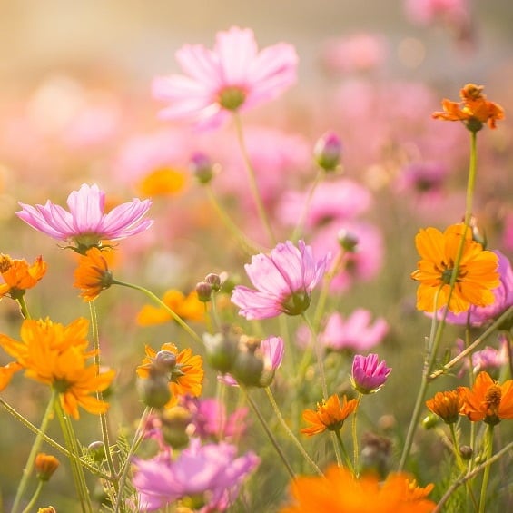 Sale - Flower Seeds