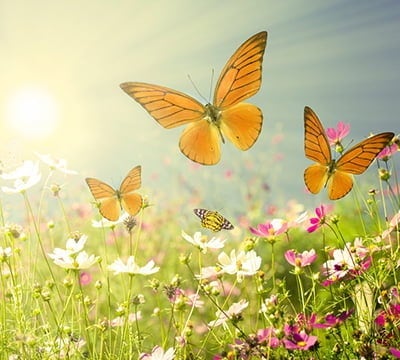 Sale - Wildflower Meadow Seeds