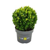 Buchsbaum & Ilex für deinen Garten