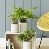 Zeminy a granuláty na izbové rastliny pre váš domov