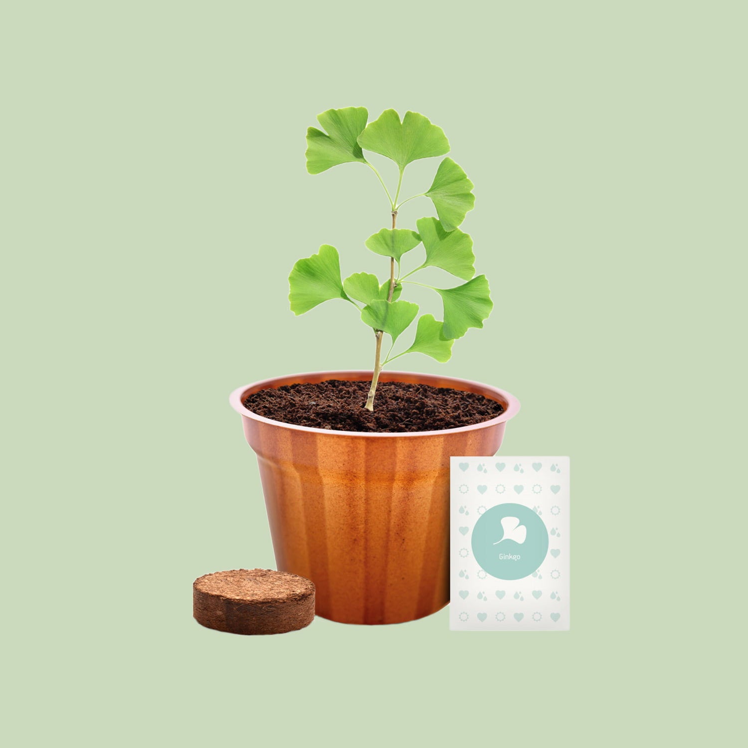 Kits & Coffrets de Semences pour herbes aromatiques