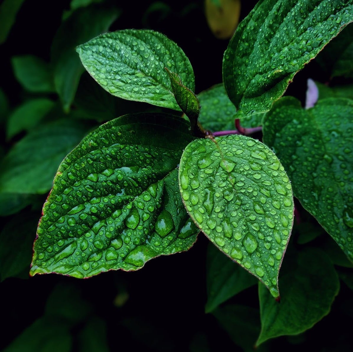 Graines d'herbes aromatiques biologiques