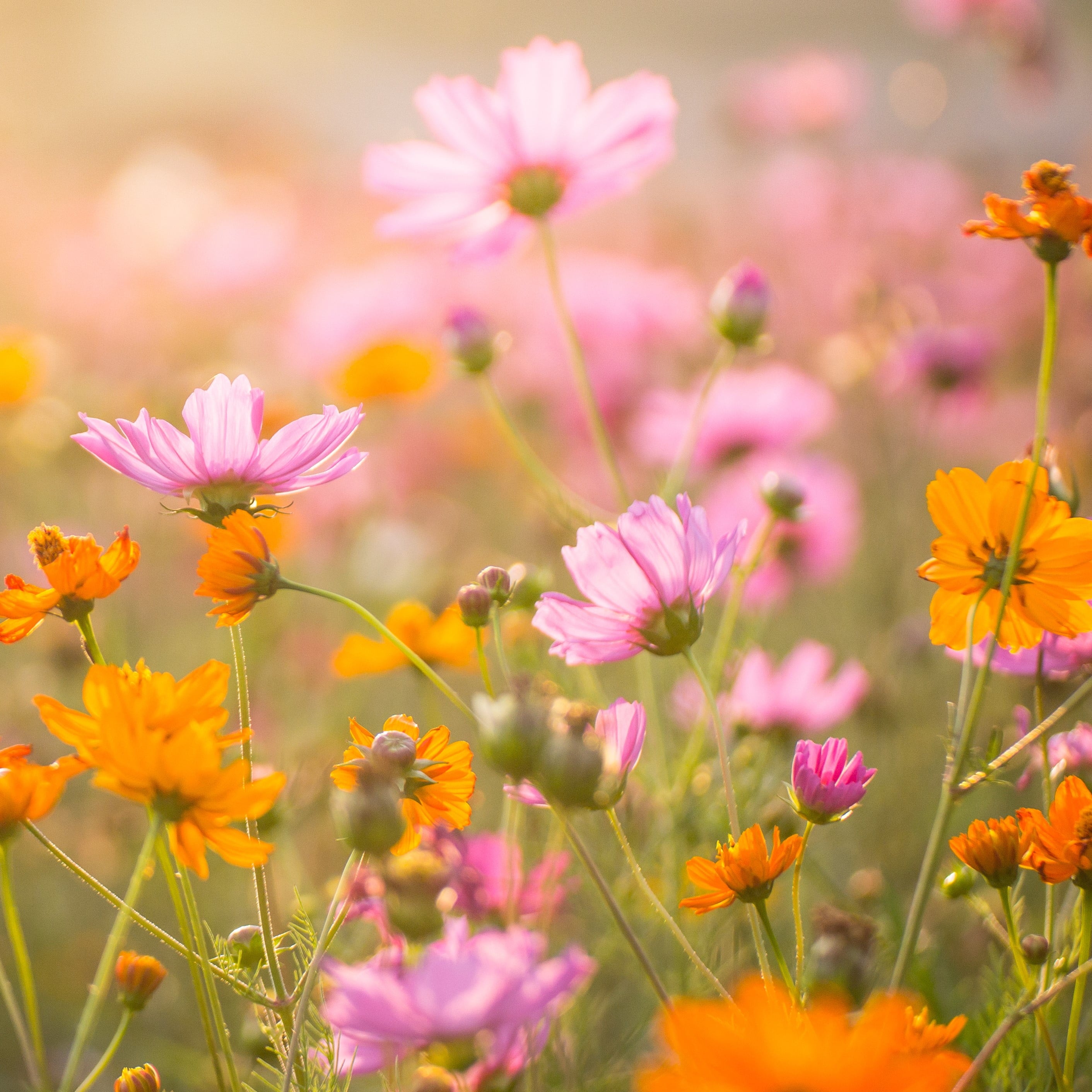 Ekologiska fröer som ger vackra blommor