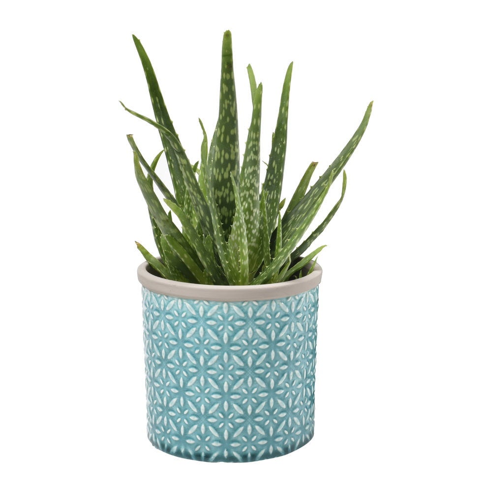 Charming Pots & Planters by Burgon & Ball