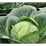 Brassica Seeds for Cabbage Family Veggies