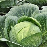 Brassica Seeds for Cabbage Family Veggies