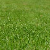 Gräsfrön för en saftigt grön gräsmatta