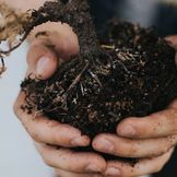 Soil & Granular Soil for House Plants