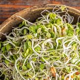 Sprouts & Microgreens - Full of Vitamins!