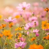 Organic Flower Seeds for Your Garden