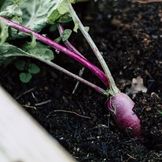 The Best Organic Soil for Your Plants