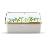Mini invernaderos para el cultivo de plantas de interior
