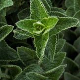 Sativa - Semi biologici di erbe aromatiche